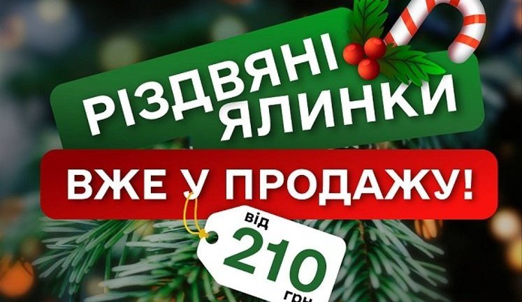 "Ліси України" розпочали продаж різдвяних ялинок: Які ціни цьогоріч?