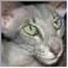 Catseye Kiev