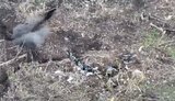 бій