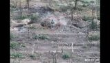 Ukrainian defender stopped and then eliminated occupier in hand-to-hand combat near Robotyne, Zaporizhzhia region. VIDEO