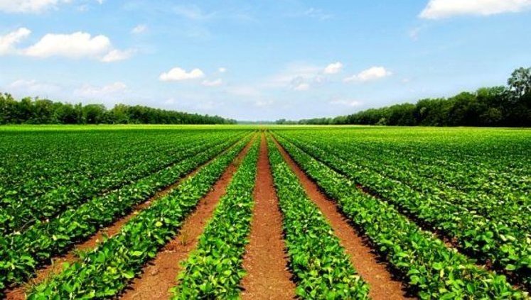 Агрохолдинг KSG Agro Касьянова сократил прибыль в 19 раз