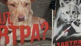Справа догхантера Святогора: чому з посиленням законодавства суди намагаються максимально пом