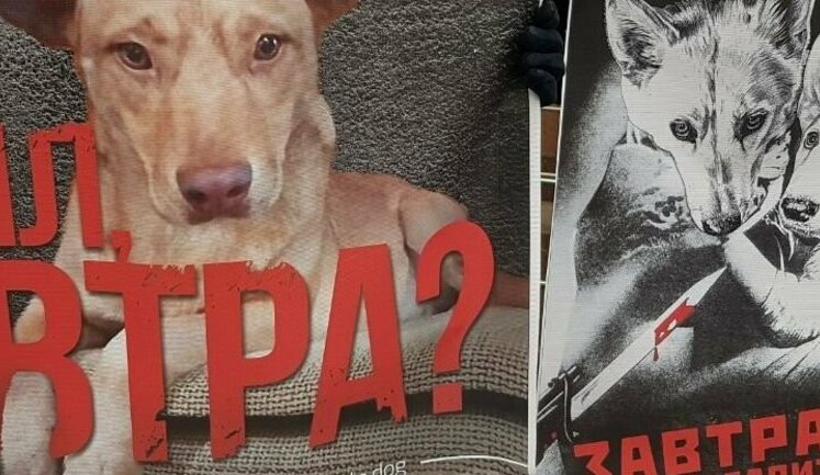 Справа догхантера Святогора: чому з посиленням законодавства суди намагаються максимально пом'якшити покарання живодерам
