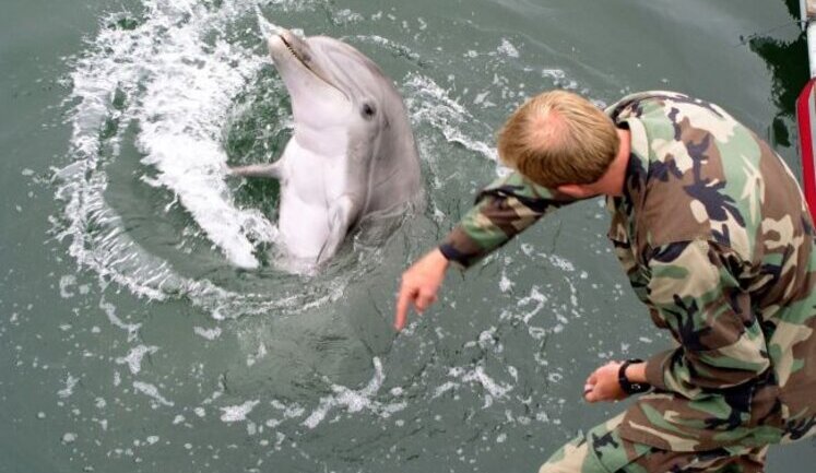 Russia likely to increase number of fighting dolphins in Sevastopol, - British intelligence