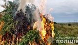 Полицейские уничтожили 10 млн кустов конопли на Донетчине. ФОТОрепортаж