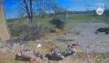 Drone operators from the 425th Regiment Skelia eliminated the occupiers in the Pokrovsk direction