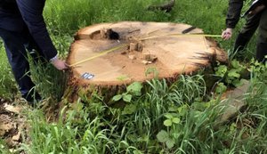 Викриття зловживань при закупівлях деревини для потреб оборони: проведено 38 обшуків у 11 регіонах