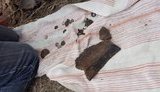 Древние монеты найдены при посадке деревьев на Воздвиженке в Киеве. ФОТО