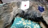 Настромив на вила й кинув у багаття: поліцейського судитимуть за жорстоке поводження з собакою