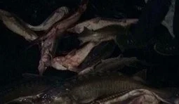 браконьеры