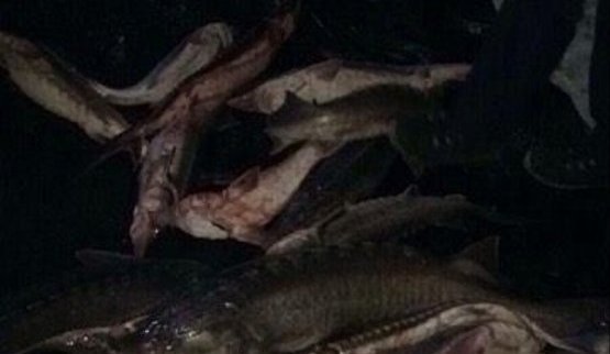 браконьеры