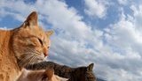 кот