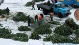 Гослесагентство разработало приложение для Android для проверки легальности новогодних елок