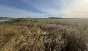 Уламок невідомого дрона знайшли в природоохоронній зоні в Естонії