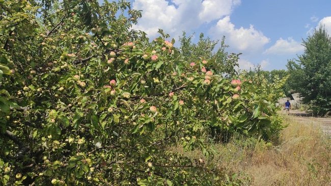 Убивство 6-річної Мирослави під Харковом: 13-річний підліток зізнався у злочині 01
