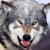 Константин Волков #336915