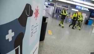 В МВД рассматривают возможность привлечения собак-нюхачей для выявления людей с COVID-19
