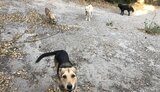 собаки