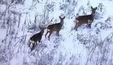 косулі