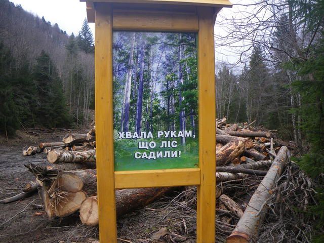 лес карпаты вырубка