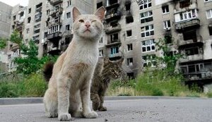 маріуполь,коти,кіт