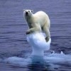 Ursus Maritimus