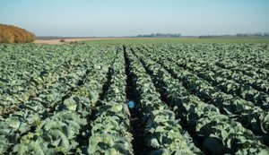 В Україні вперше виділили держфінансування на будівництво овочесховища