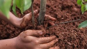 Алею пам'яті жінок-захисниць висадять завтра в Києві
