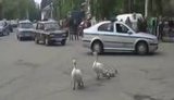 лебеди тульчин