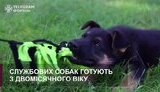 собака