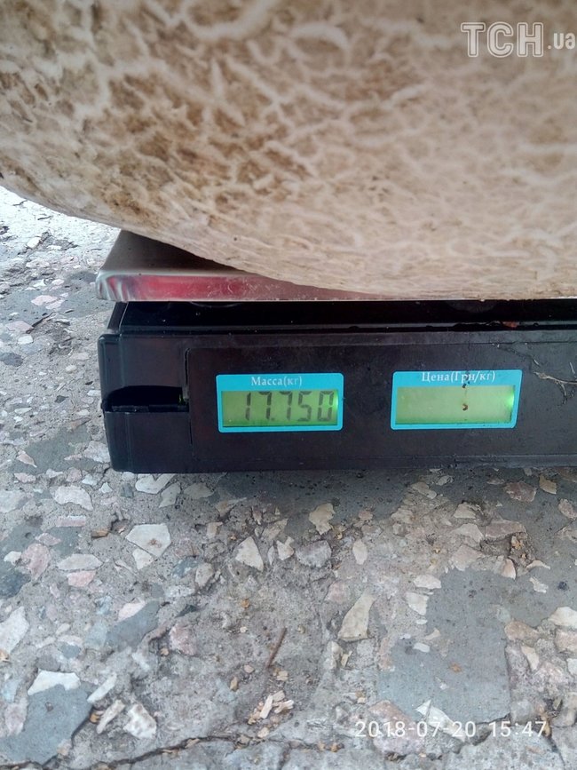 Гриб-рекордсмен вагою майже 18 кілограмів знайшли на Київщині 02