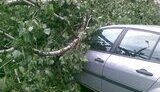В Киеве ураган с корнем вырвал огромное дерево, которое раздавило три автомобиля. ФОТОрепортаж.