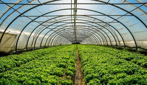 Програма "Зроблено в Україні": погоджено перші у 2026 році гранти для садів і теплиць