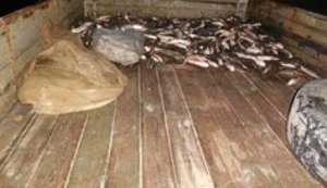 Прикордонники затримали браконьєрів, які незаконно виловлювали рибу і завдали державі мільйонних збитків. ФОТО