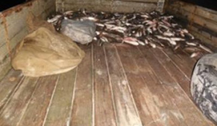 Прикордонники затримали браконьєрів, які незаконно виловлювали рибу і завдали державі мільйонних збитків. ФОТО