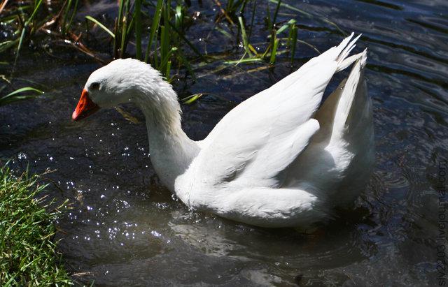 Цензор.НЕТ Изображение