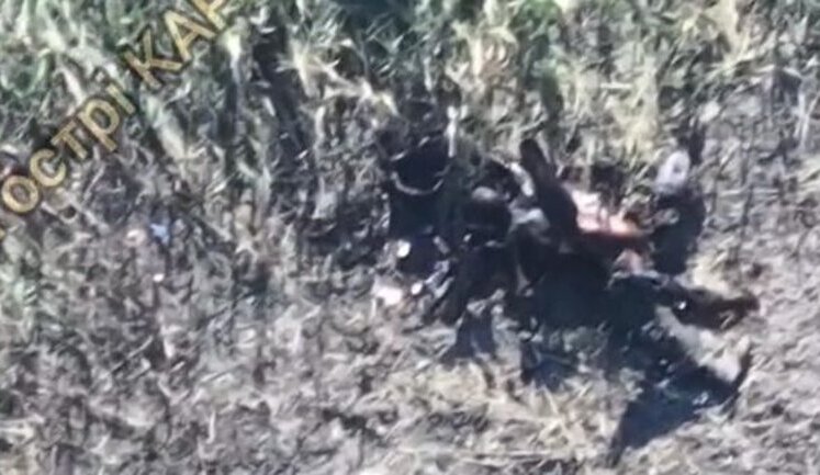 In Donetsk Oblast, body of Russian invader became food for crows. VIDEO