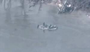 білогорівка