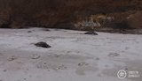 На побережье Азовского моря найдены мертвые дельфины. ФОТО