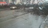 "Упадет, тогда и приедем": в Одессе 20-метровая акация упала на авто с людьми. ФОТО