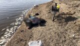 нікопольщина