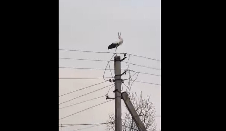 На Івано-Франківщині енергетики відновили гніздо буслів. ВIДЕО