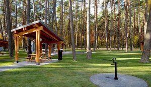 ліс