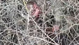 Бійці 37 бригади морської піхоти відбили штурм та зафіксували кадри самоліквідації окупанта