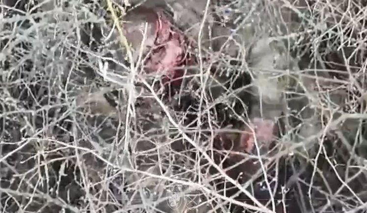 Морпіхи 37-ї бригади відбили штурм і виявили покинутого окупанта, який згодом вкоротив собі віку. ВIДЕО