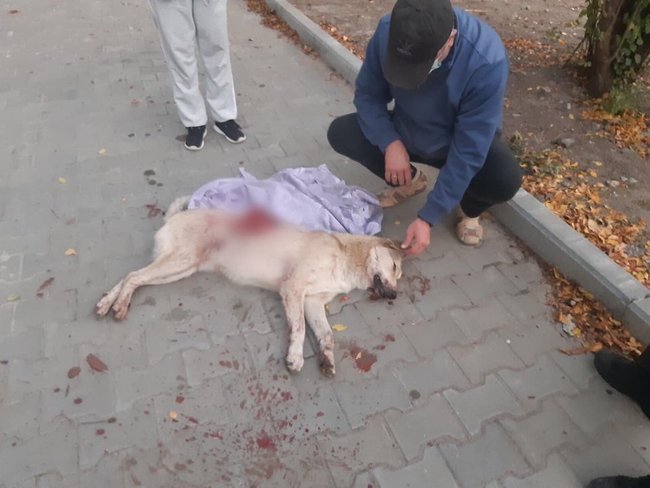 Поліція в Сумах затримала чоловіка, який зарізав собаку на очах у дітей 01