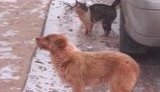 Красные псы гоняют красных котов по красным полям Николаевщины. ВИДЕО.