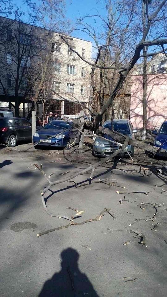 Старое дерево в Киеве рухнуло на припаркованные машины 01 Старое дерево в Киеве рухнуло на припаркованные машины 01