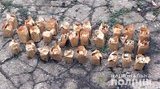 Житель Донетчины задержан при попытке продать патроны для автомата, - Нацполиция. ФОТОрепортаж