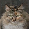 Анна Иванова #258784